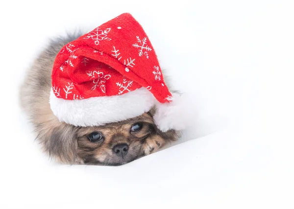 Cute Puppy Pomeranian Mixed Breed Pekingese Dog Santa Claus Hat — Stock Photo, Image