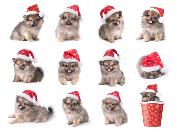 Collection Set Cute Puppy Pomeranian Mixed Breed Pekingese Dog Santa — Stock Photo, Image