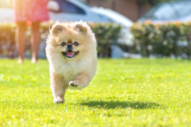 Şirin köpek Pomeranya 'lı melez Pekin köpeği çimlerde mutlulukla koşar.