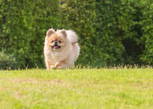 Şirin Köpek Pomeranya Melez Pekin Köpeği Çimlerde Mutlulukla Koşar — Stok fotoğraf