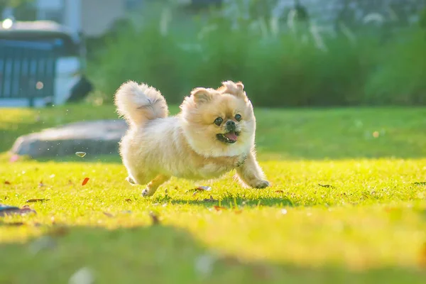 Cachorrinho Bonito Pomeranian Misto Raça Pekingese Cão Executado Grama Com — Fotografia de Stock