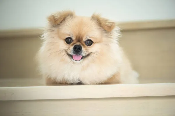 Söt Valp Pommerska Blandad Ras Pekingese Hund Sitter Med Glädje — Stockfoto