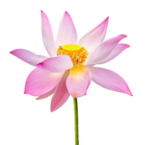 Розовый Лотос Белом Фоне — стоковое фото