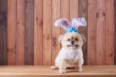 Şirin yavrular Pomeranya Melezi Pekin köpeği Ahşap arka planda oturan tavşan kulaklı Mutlu Paskalya günleri.