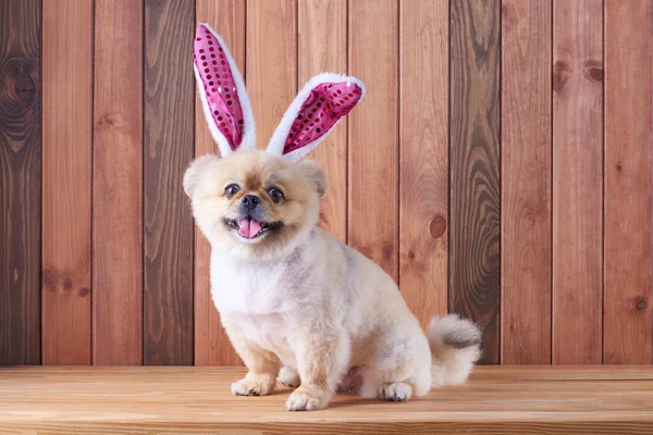 Cute puppies Pomeranian Mixed breed Pekingese dog Wear bunny ears sitting on wood floor background on occasion Happy Easter day.