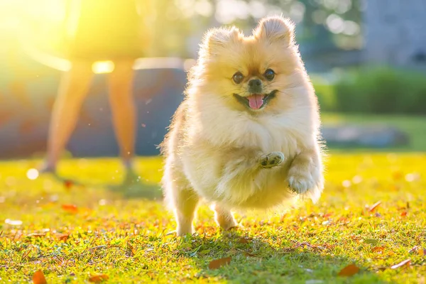 Cachorrinho Bonito Pomeranian Misto Raça Pekingese Cão Executado Grama Com — Fotografia de Stock