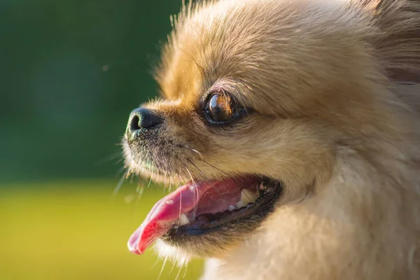 Şirin Köpek Pomeranya Melez Pekin Köpeği Mutluluk — Stok fotoğraf
