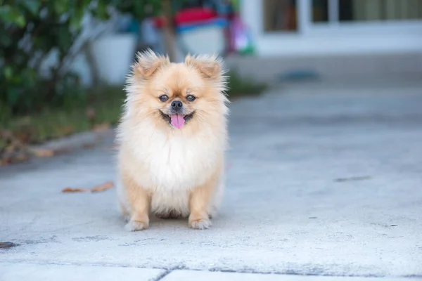 Leuke Puppy Pomeranian Gemengd Ras Pekingese Hond Met Geluk — Stockfoto