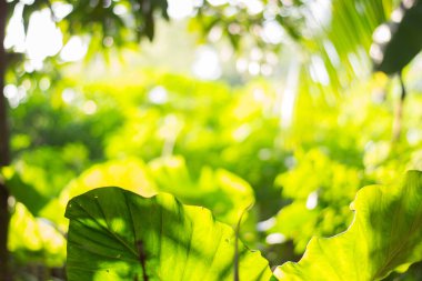 güzel doğal yeşil yaprak ve soyut bokeh ışık arka plan bulanıklık.