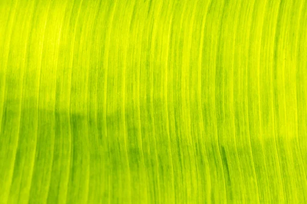 Foglia Banana Verde Con Texture Sfondo — Foto Stock