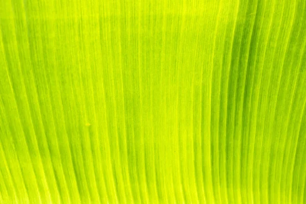 Hoja Plátano Verde Con Textura Para Fondo —  Fotos de Stock