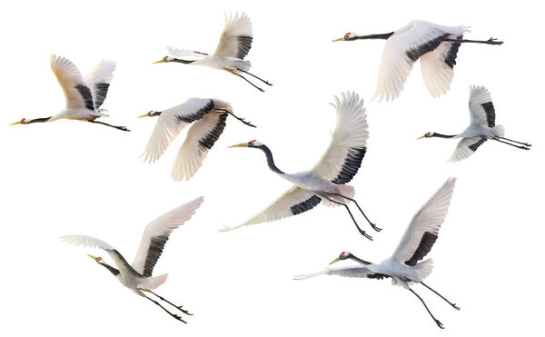 red crowned crane flying paint on white background with clipping path.