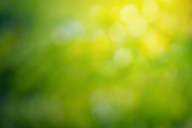 Güzel doğal yeşil yaprak ve soyut bulanık bokeh ışık arkaplanı.
