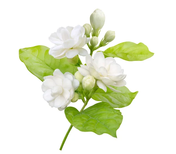 Jasmine Flower Isolated White Background Clipping Path Symbol Mothers Day — Fotografia de Stock