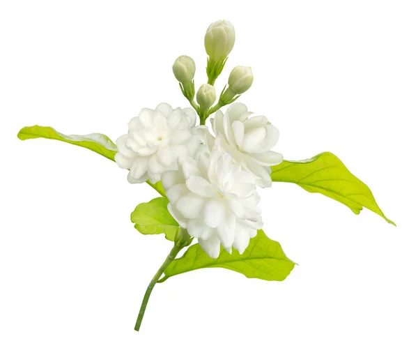 Jasmine Flower Isolated White Background Clipping Path Symbol Mothers Day — Foto de Stock