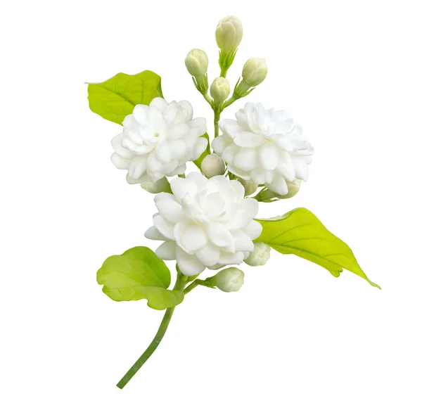 Jasmine Flower Isolated White Background Clipping Path Symbol Mothers Day — Fotografia de Stock