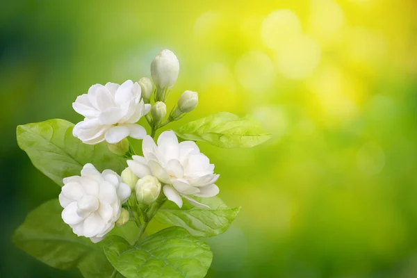 Jasmine Flower Leaf Green Blurred Background Copy Space Clipping Path — Fotografia de Stock