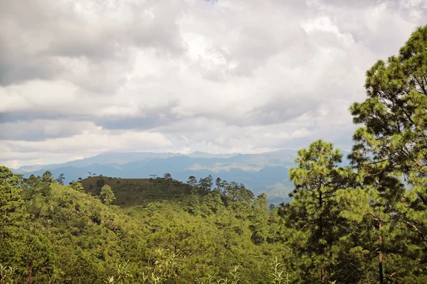 Floresta e montanhas distantes — Fotografia de Stock