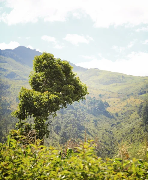 Mountain Tree — Stock Photo, Image