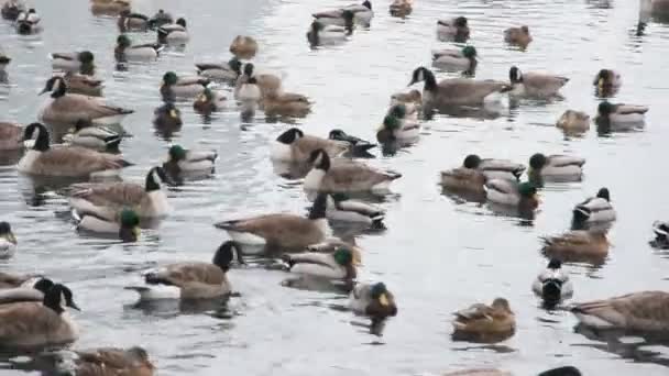 Enten im Teich — Stockvideo