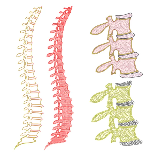 Gráfico da coluna vertebral humana —  Vetores de Stock