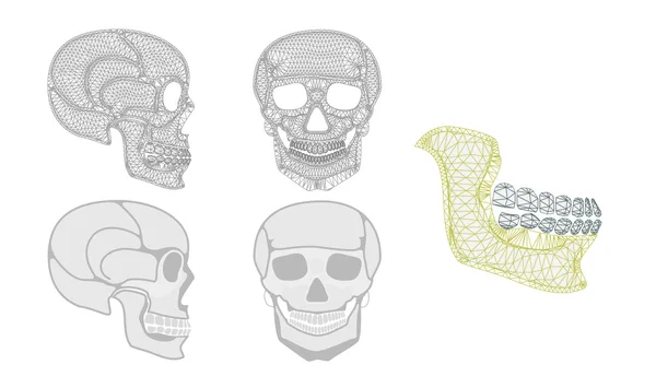 Czaszka — Wektor stockowy