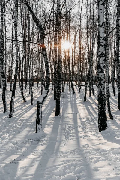 Kışın karlı orman.