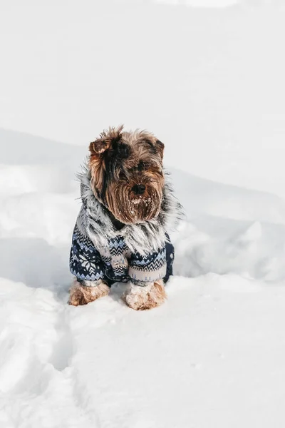 Yorkshire Teriyeri karda duruyor..