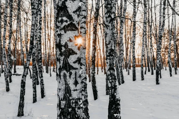 Bosque Abedul Invierno — Foto de Stock