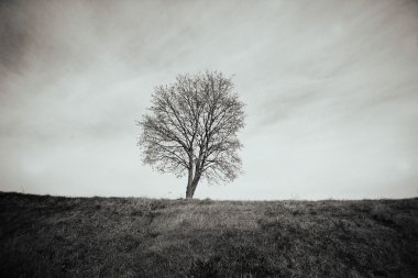 çayır üzerinde bir ağaç