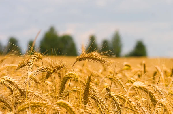 Cultivo de trigo dorado —  Fotos de Stock