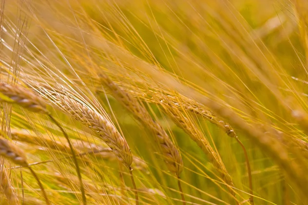 黄金の小麦の栽培 — ストック写真
