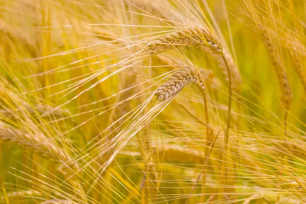 Cultivo de trigo dourado — Fotografia de Stock