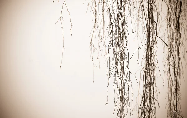 Hanging birch tree branches — Stock Photo, Image