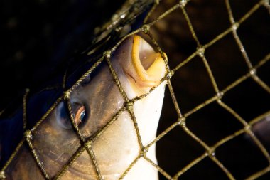 ağlar balık Balık