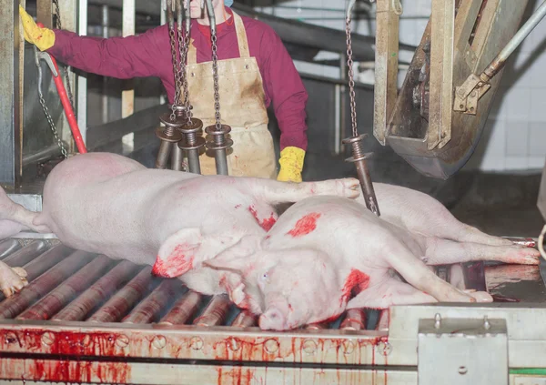 食肉工場 — ストック写真