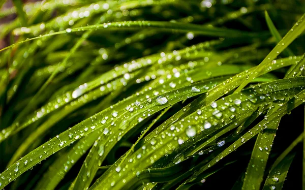 Erba con rugiada nella foresta del mattino — Foto Stock