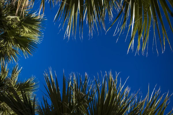 Пальмові дерева листя з безплатне текстове простір, тропічний фону. — стокове фото