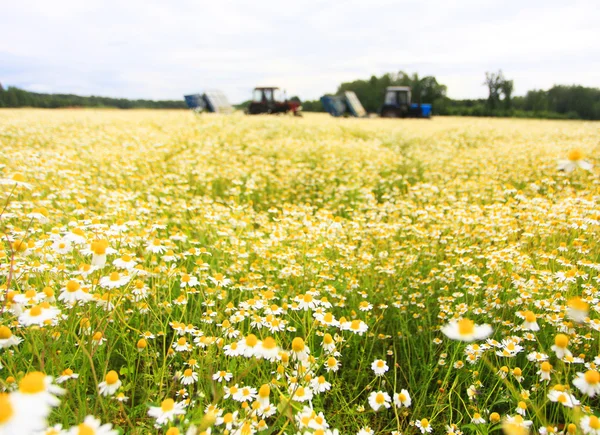 Champ de marguerite colorée avec tracteur agricole hors foyer en arrière-plan — Photo