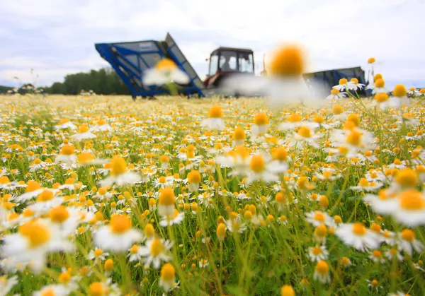 Området för färgglada daisy med ur fokus gården traktor i bakgrunden — Stockfoto