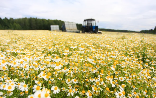 Campo de margarita colorida con tractor de granja fuera de foco en el fondo —  Fotos de Stock