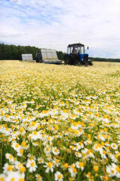 Champ de marguerite colorée avec tracteur agricole hors foyer en arrière-plan — Photo