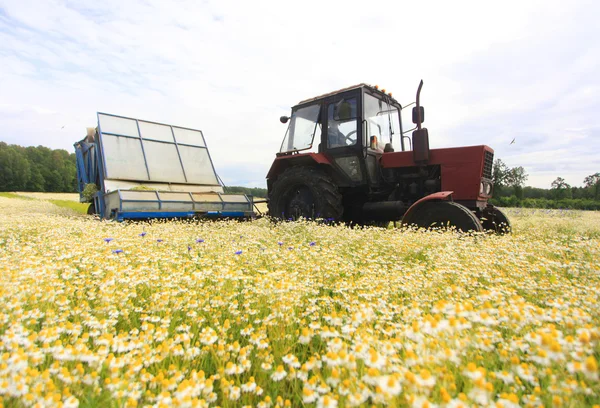 Pole colorfield barevné Daisy s polní traktor v backgroundful daisy s mimo zaměření zemědělské traktory v pozadí — Stock fotografie