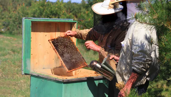 Beekeepers checking a beehive — Stock Photo, Image