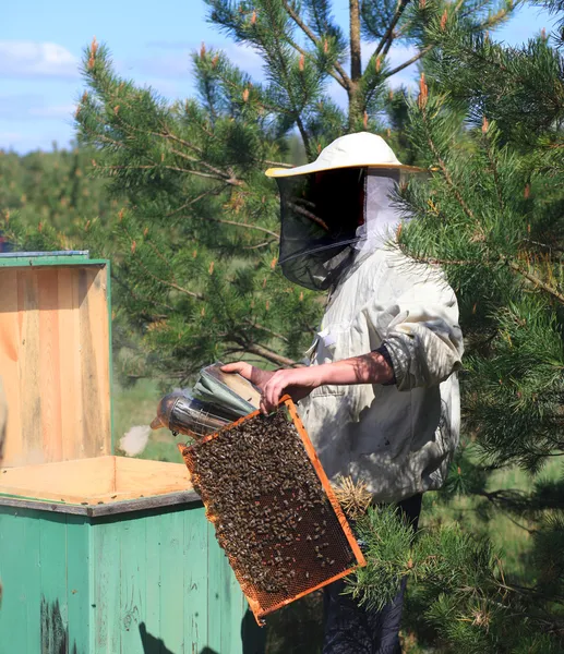 Pszczelarze sprawdzanie w ulu — Zdjęcie stockowe