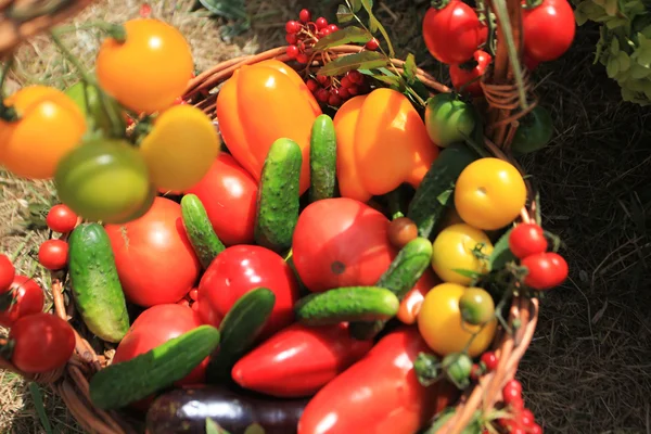 Fundo de alimentos orgânicos Legumes na cesta — Fotografia de Stock