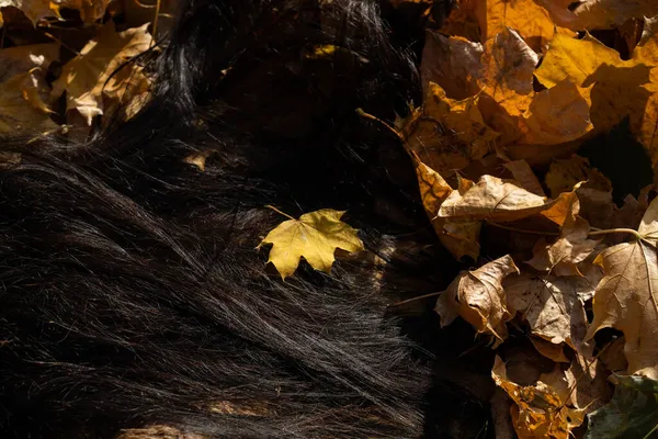 Hermosa joven en el bosque de otoño en un día soleado — Foto de Stock