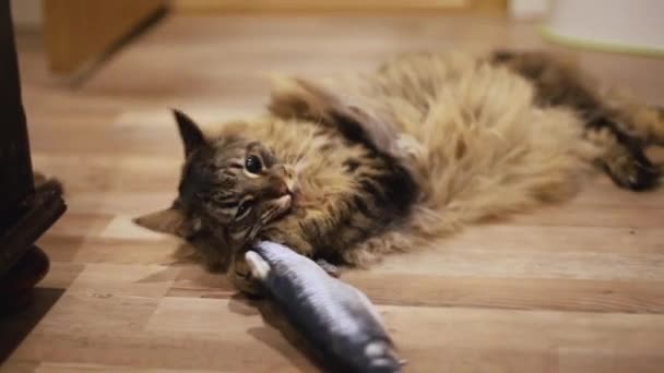 ふわふわの猫が飛び跳ねるおもちゃの魚と遊んでいます. — ストック動画