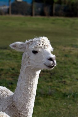 bir alandaki alpaka
