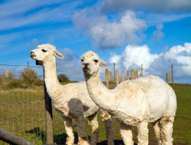 iki çarpıcı karşı alpaka mavi gökyüzü beyaz